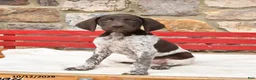 German Shorthaired Pointer dogs for sale: Mulberry - Ad 1