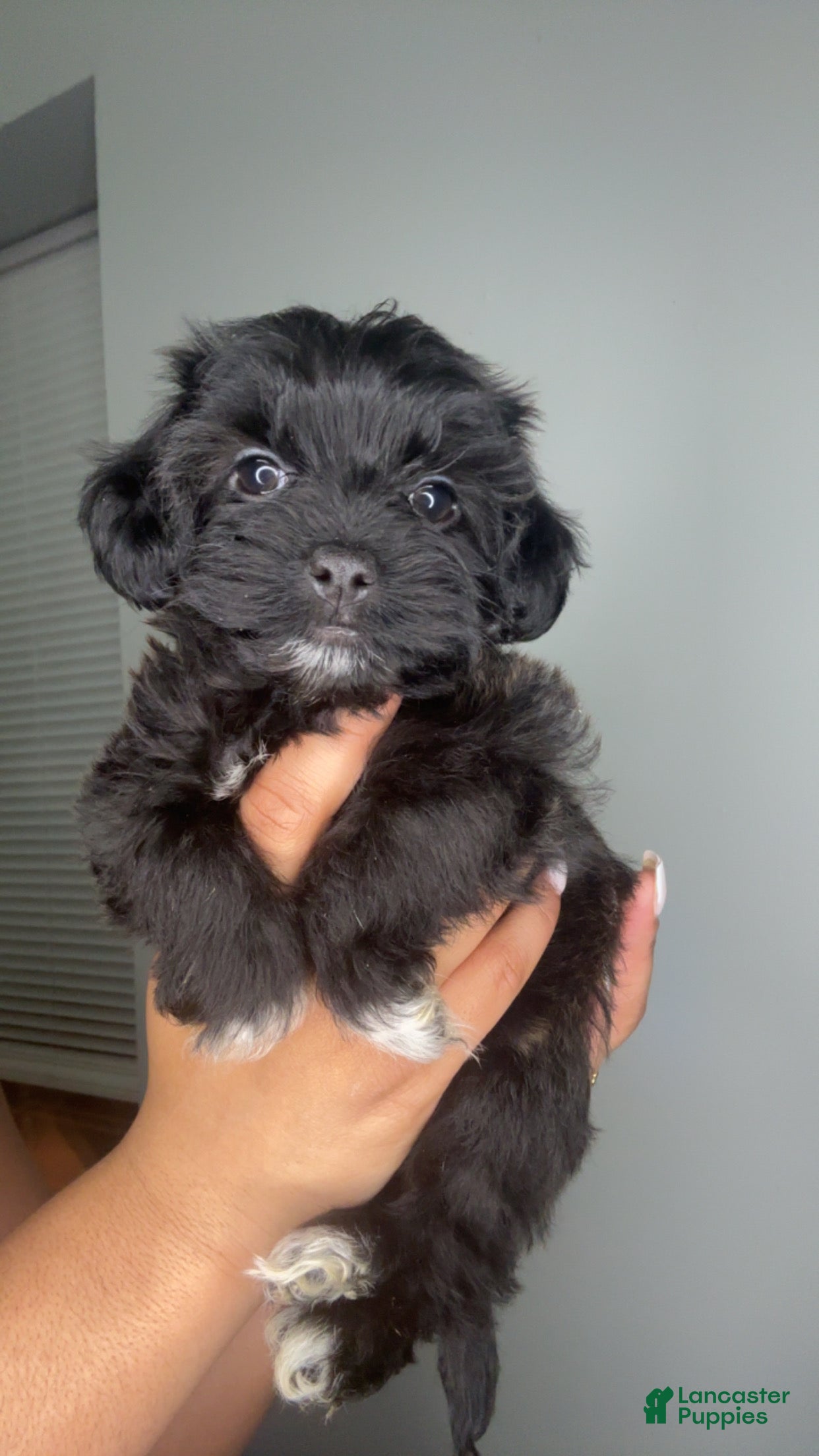 Mixed Breed dogs Tiny - Ad 22