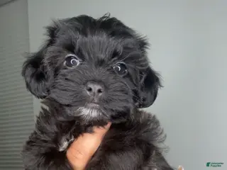 Mixed Breed dogs Tiny - Ad 16