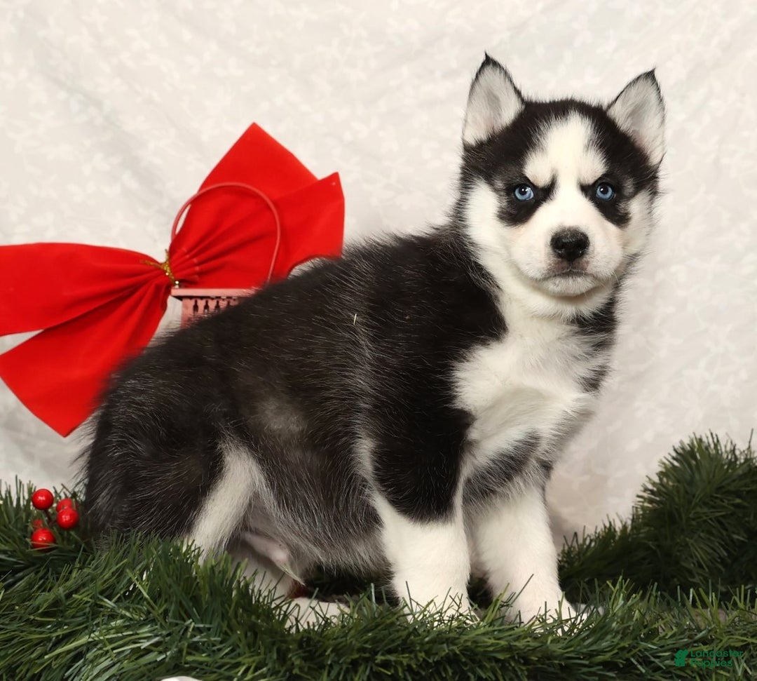 Siberian Husky dogs for sale: Rufus - Ad 5