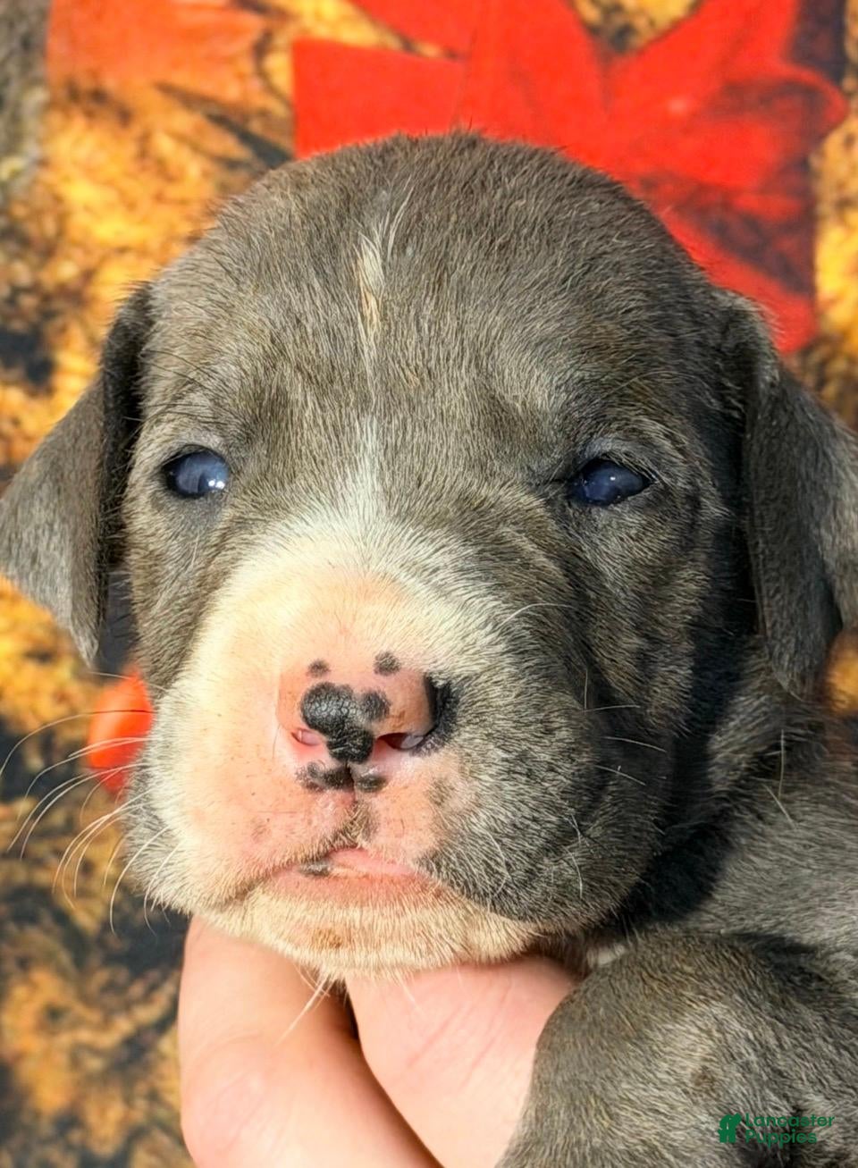 Great Dane dogs Wyatt - Blue Mantle - Ad 28