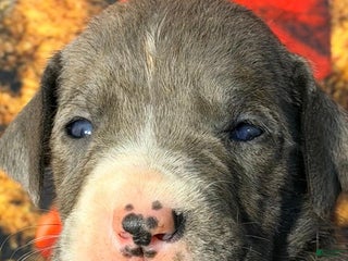 Great Dane dogs Wyatt - Blue Mantle - Ad 13