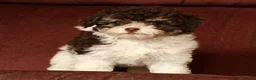 Havapoo dogs for sale: Bella - Ad 4