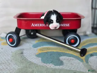 English Springer Spaniel dogs Skye - Ad 25