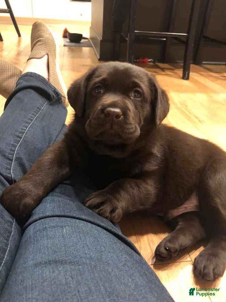 Labrador Retriever dogs Labrador Retriever 4 - Ad 24