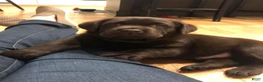 Labrador Retriever 4
