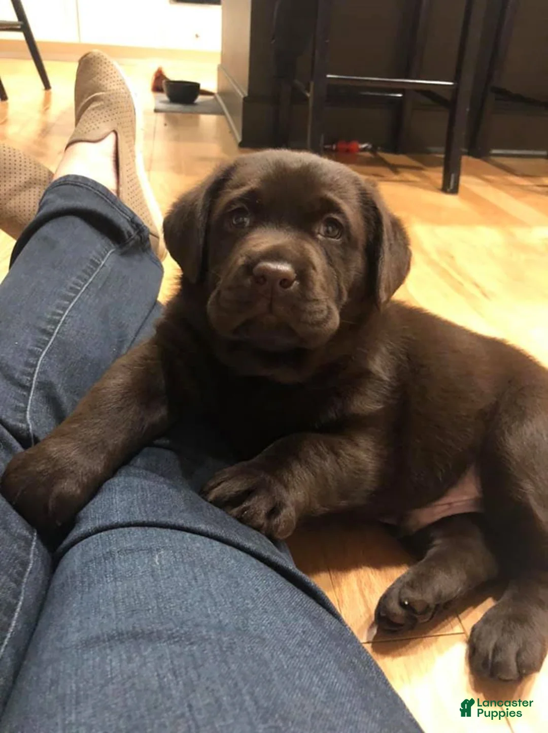 Labrador Retriever dogs for sale: Labrador Retriever 4 - Ad 1