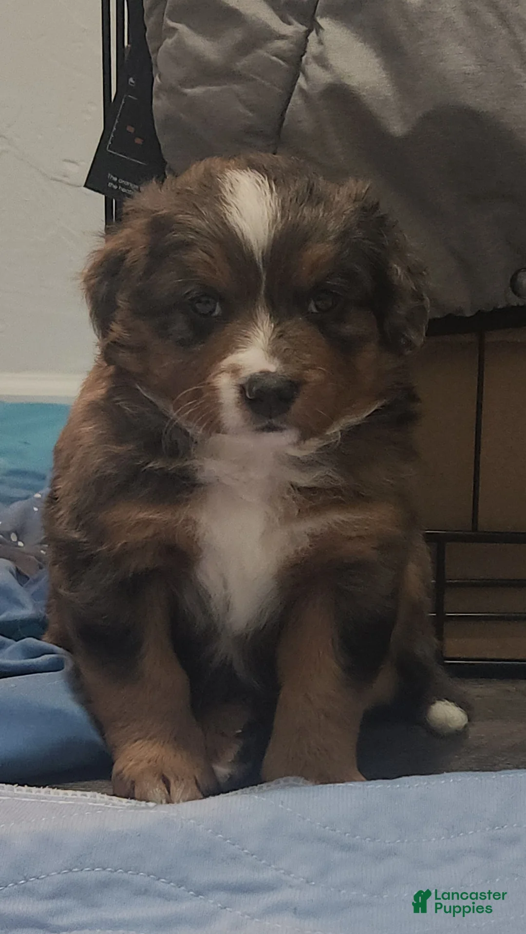Mixed Breed dogs for sale: Athena  - Ad 2