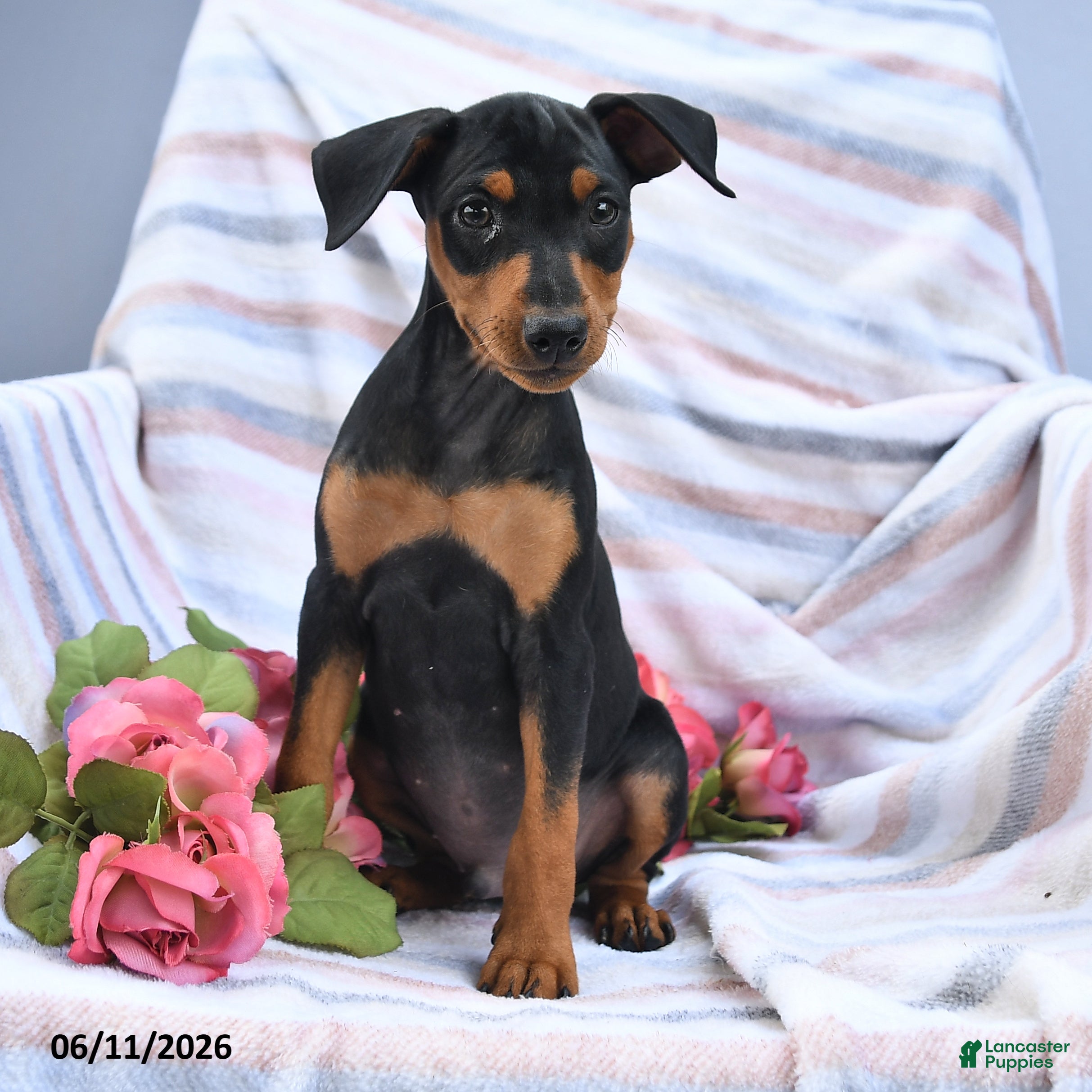 Miniature Pinscher dogs Carter - Ad 2