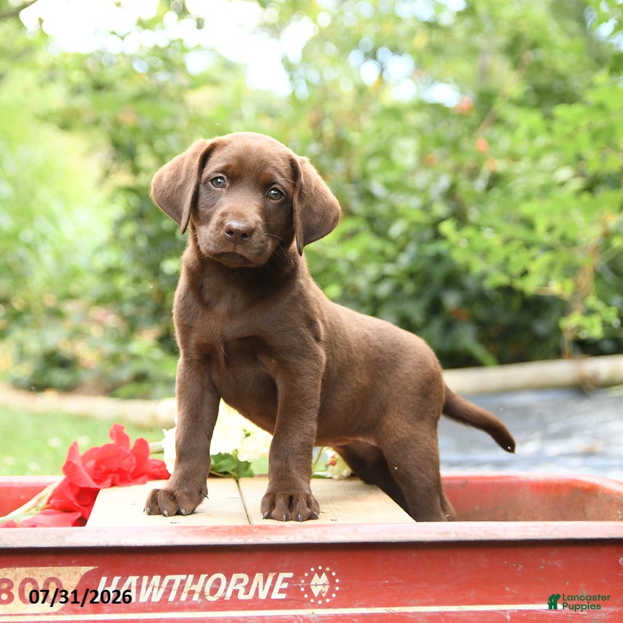 Labrador Retriever dogs Buttercup - Ad 1