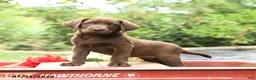 Labrador Retriever dogs for sale: Buttercup - Ad 1