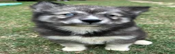 Siberian Husky dogs for sale: Charlotte - Ad 2