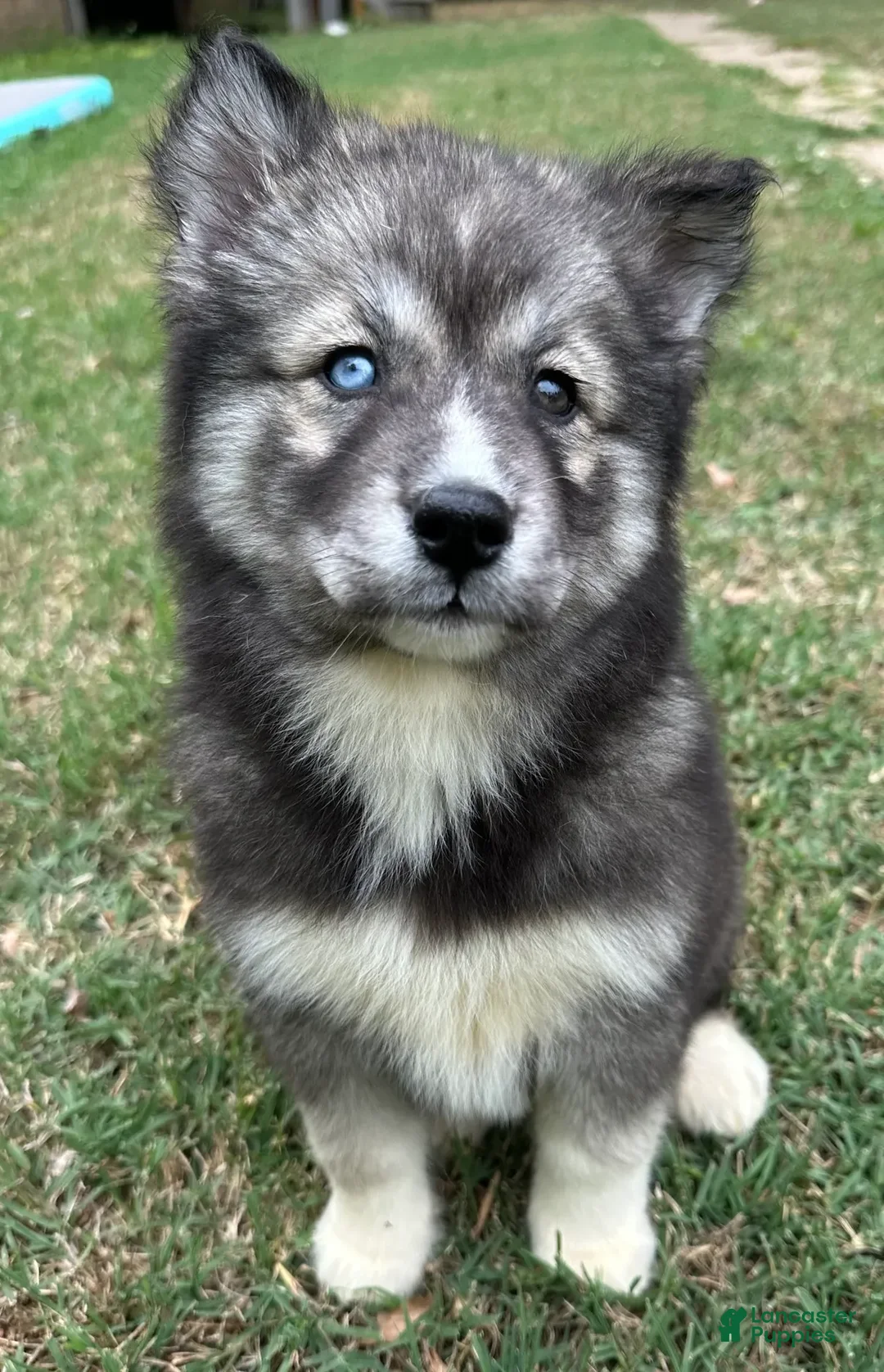 Siberian Husky dogs for sale: Charlotte - Ad 2