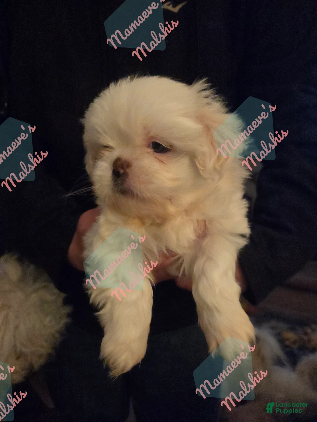 Gallery Image {{count}}