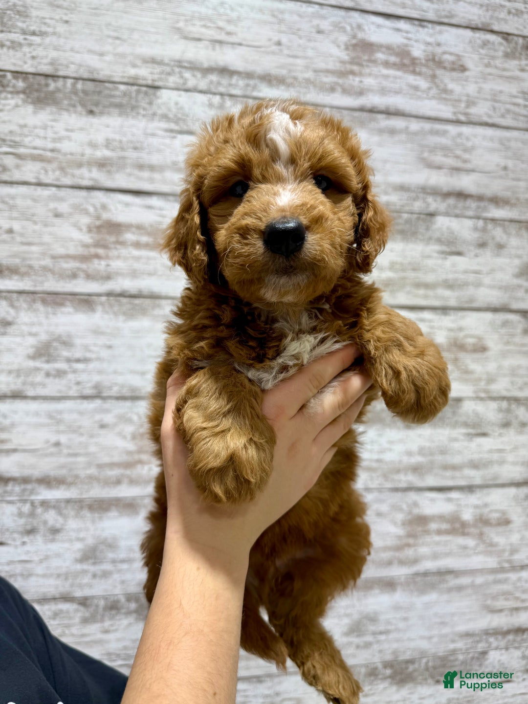 Mini Goldendoodle dogs for sale: Cole - Ad 2