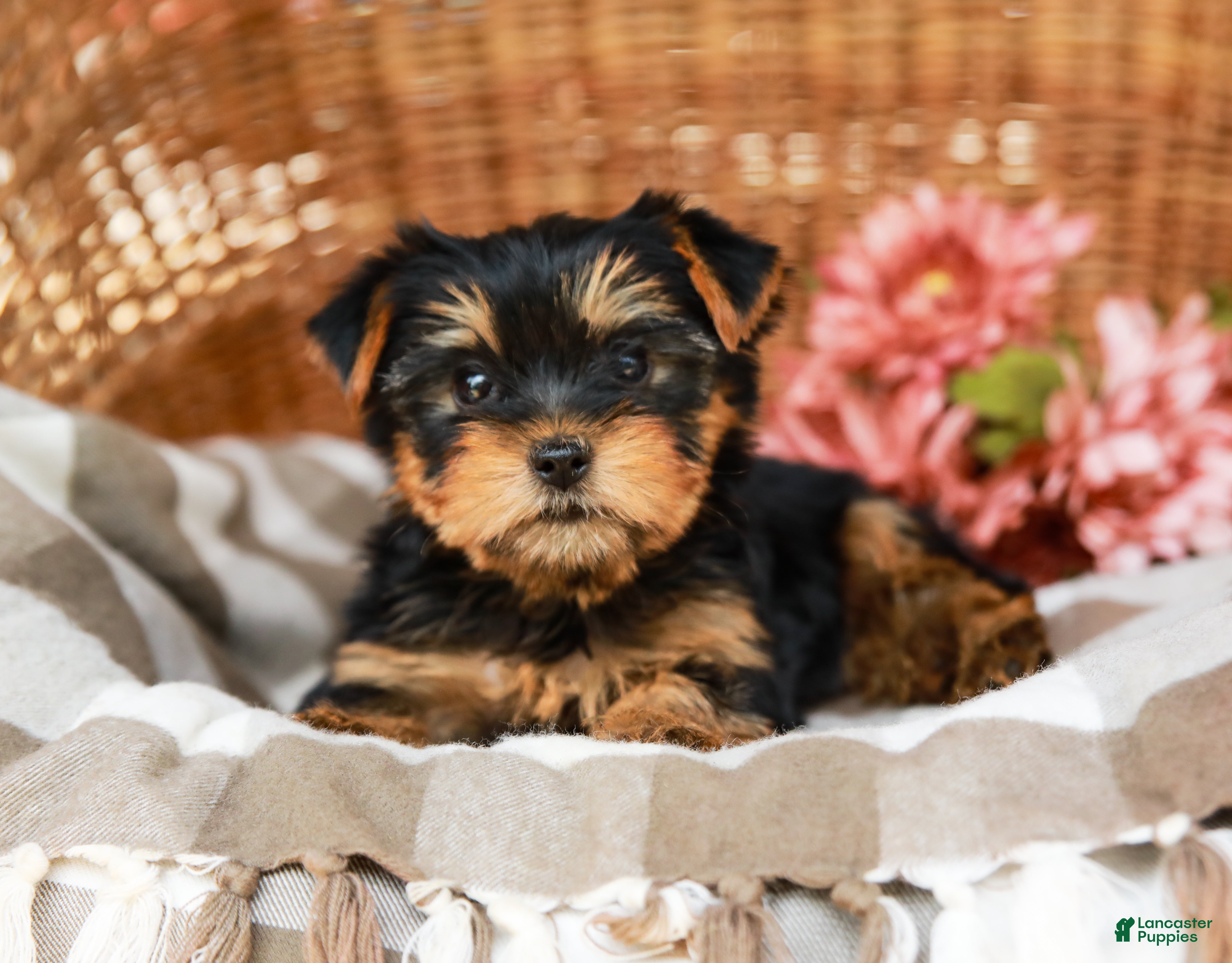 Yorkshire Terrier dogs Candy Cane AKC Champion Bloodline - Ad 2