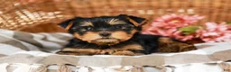 Yorkshire Terrier dogs for sale: Candy Cane AKC Champion Bloodline - Ad 2