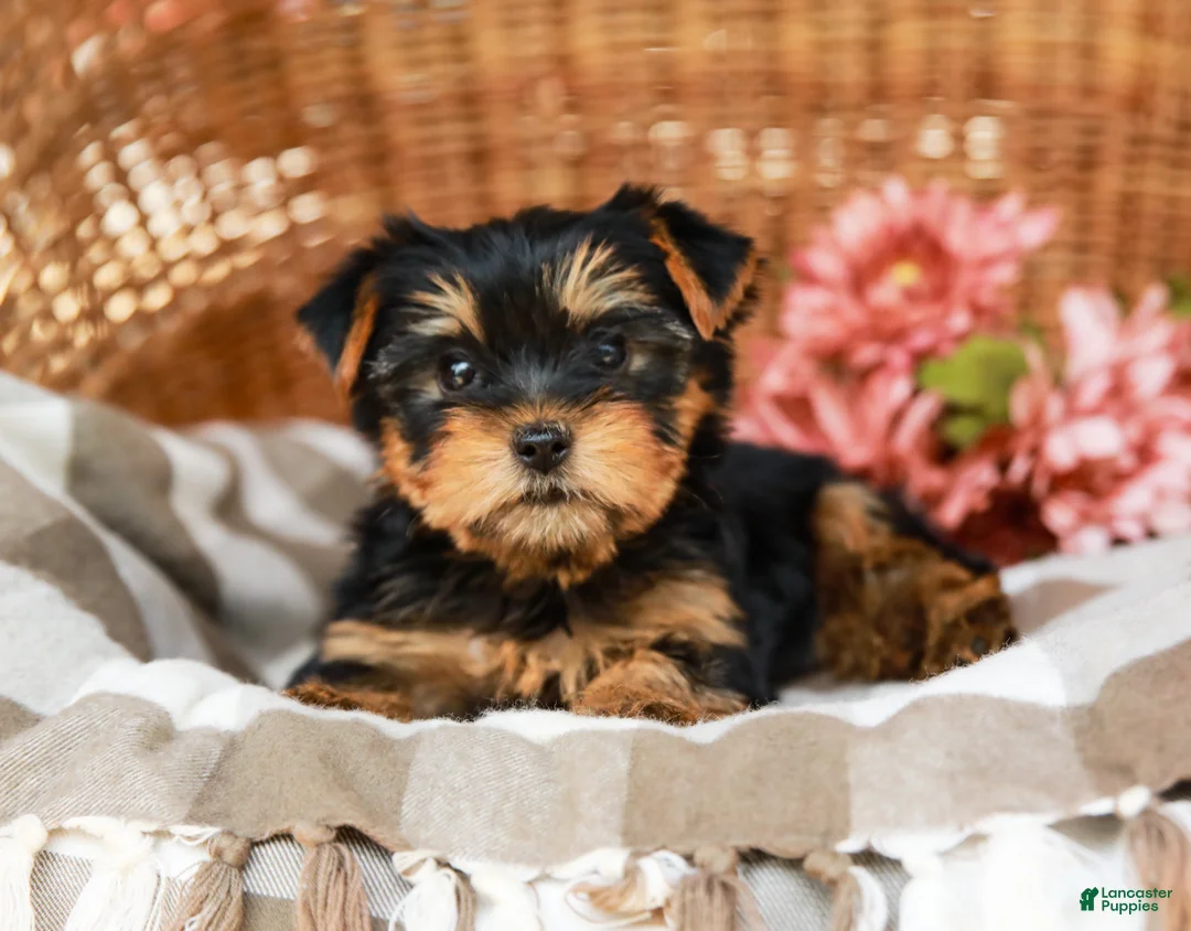 Yorkshire Terrier dogs for sale: Candy Cane AKC Champion Bloodline - Ad 2