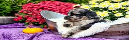 Goldendoodle dogs for sale: Springer - Ad 6