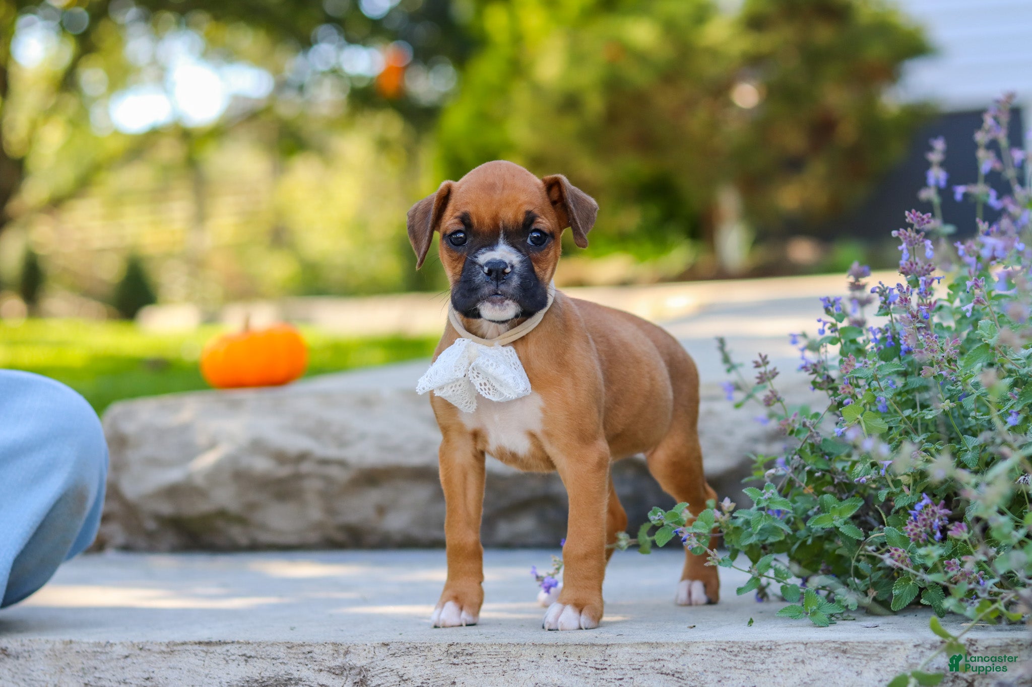 Boxer dogs Aspen - Ad 2