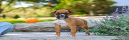 Boxer dogs for sale: Aspen - Ad 2