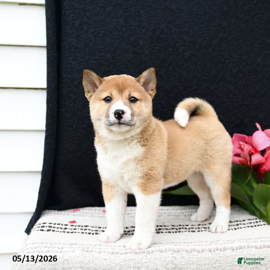 Shiba Inu dogs for sale: June - Ad 2