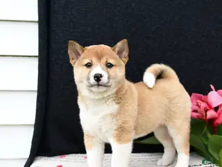 Shiba Inu dogs for sale: June - Ad 2