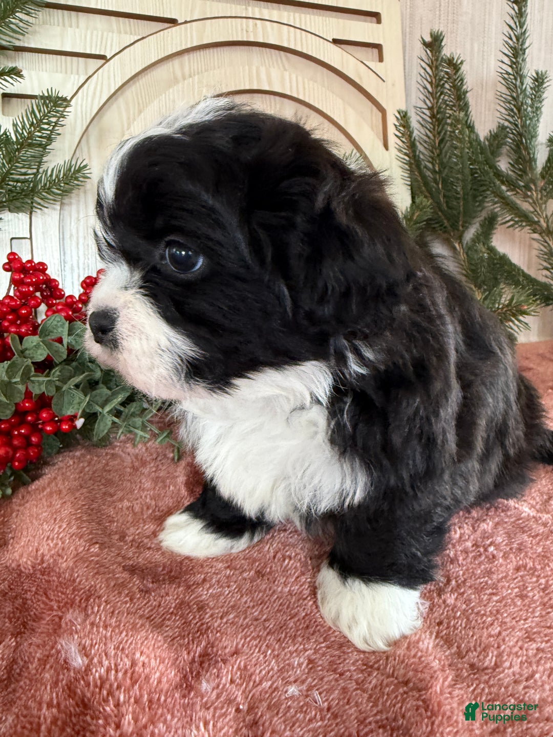 Teddy Bear dogs for sale: Sammy - Ad 5