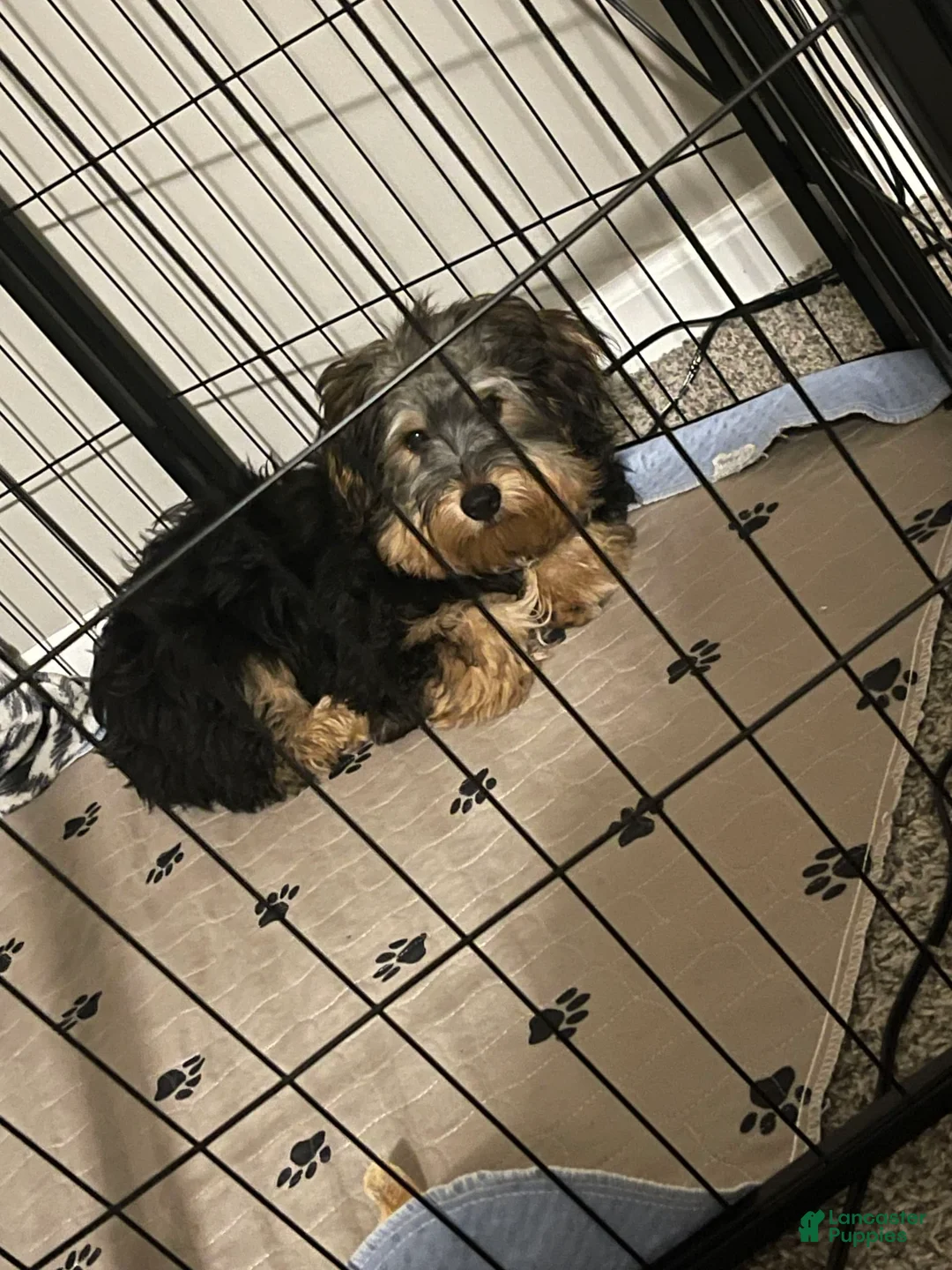 Gallery Image {{count}}