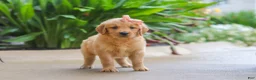 Golden Retriever dogs for sale: Indie - Ad 5
