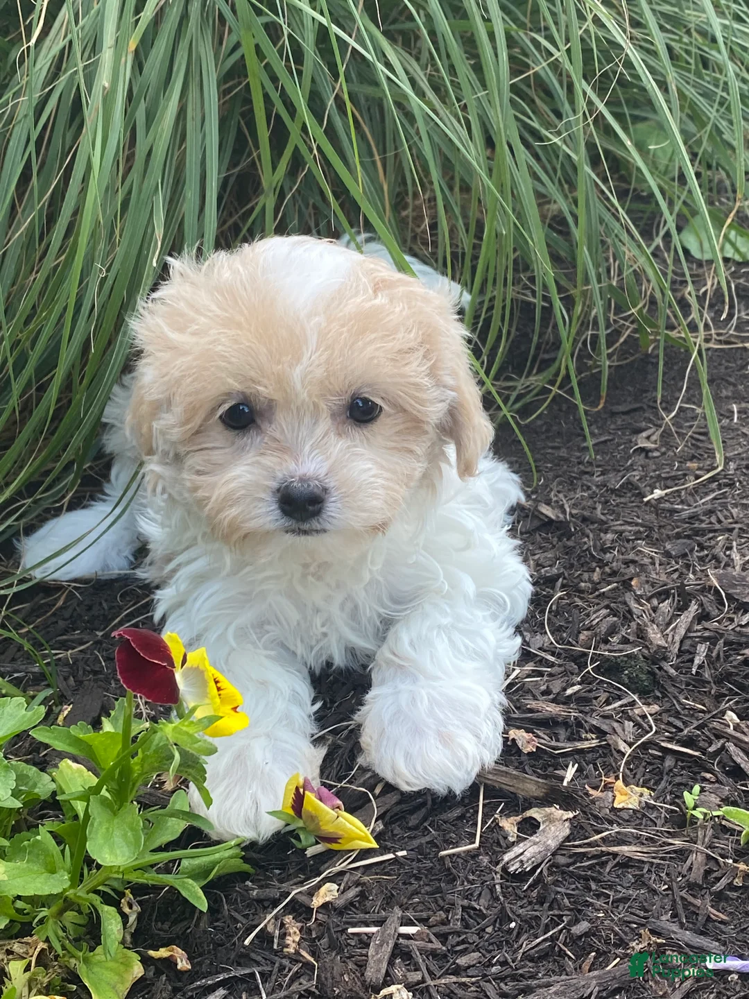 Havanese dogs for sale: Heidi  - Ad 4