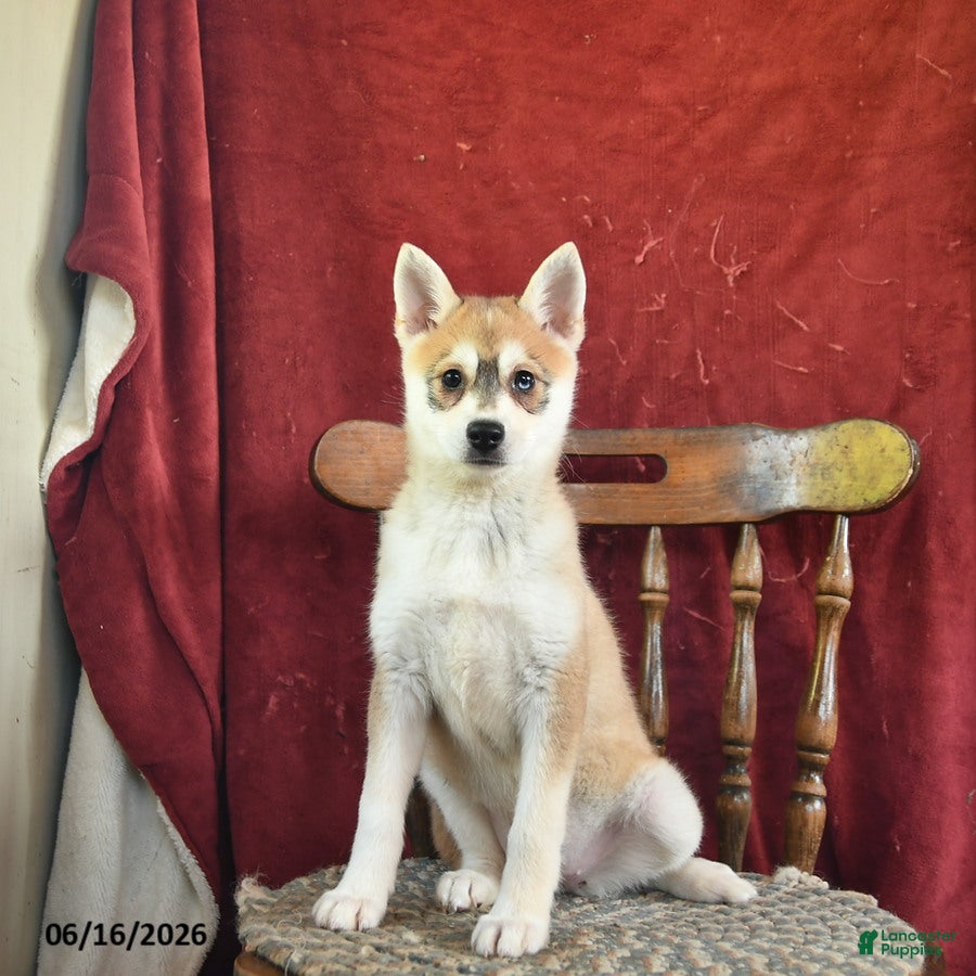Alaskan Klee Kai dogs Daisy - Ad 2