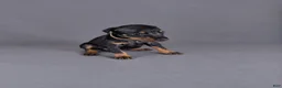 Doberman Pinscher dogs for sale: Euron - Ad 3