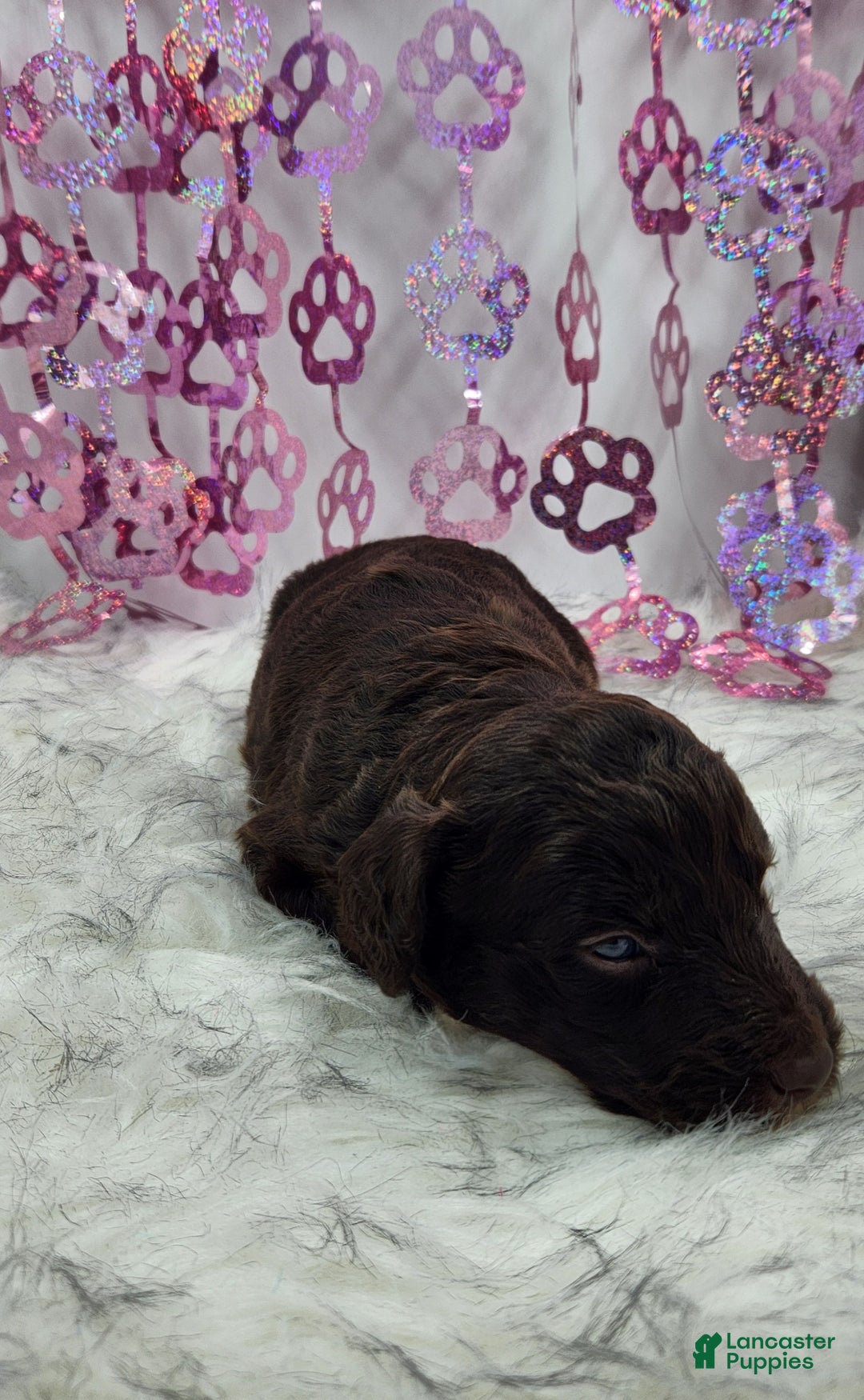 Mini Aussiedoodle dogs for sale: Mini Aussiedoodle Puppy 6 - Ad 6
