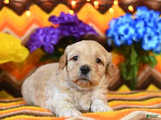 Teddy Bear dogs for sale: Kimmy - Ad 2