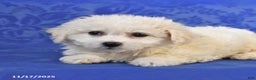 Bichon Frise dogs for sale: Blondie - Ad 2