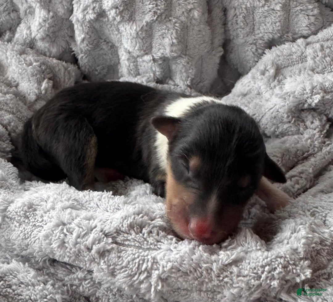 Collie dogs for sale: Dream - Ad 1