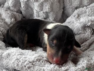 Collie dogs Dream - Ad 34