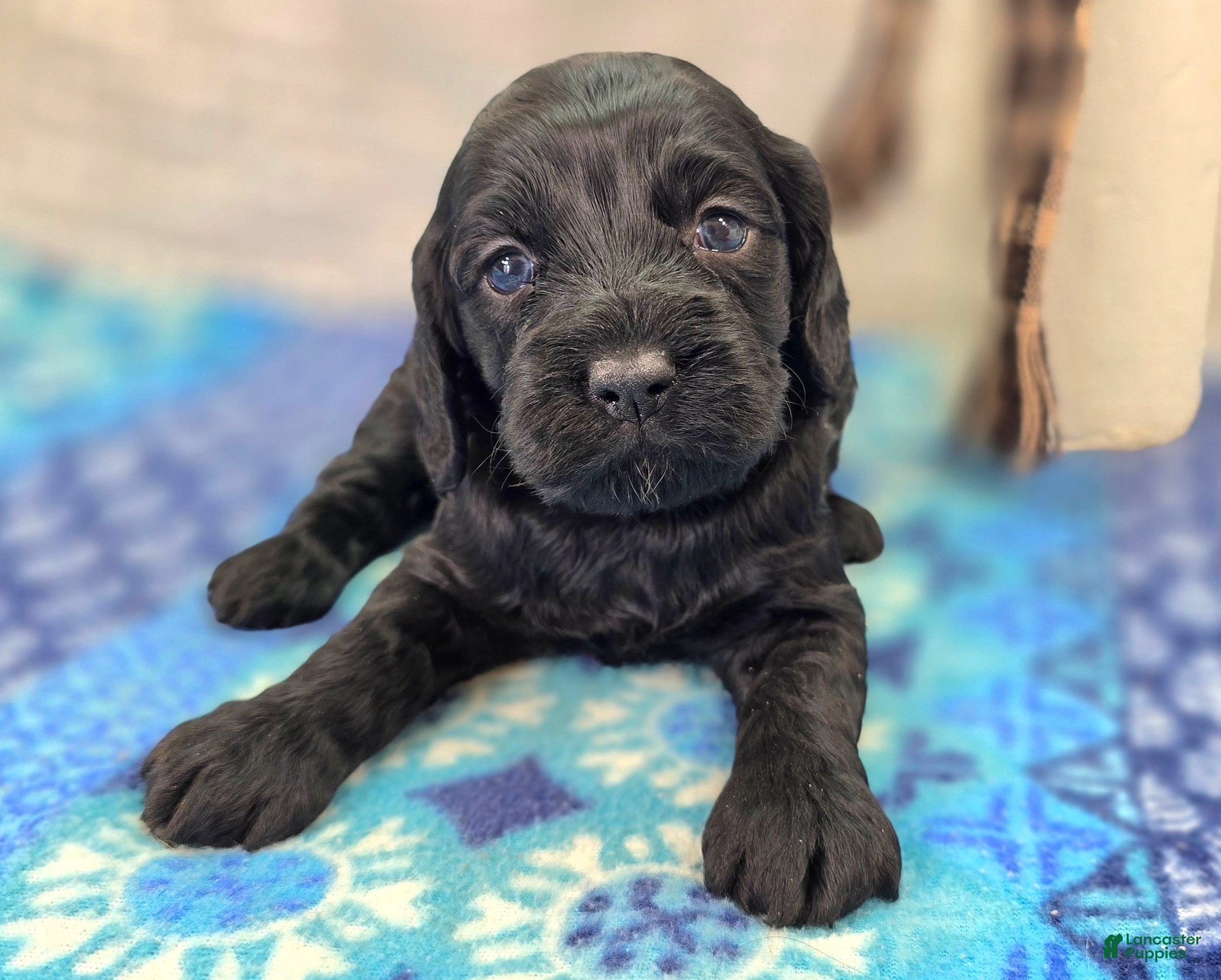 Cockapoo dogs Frostbite - Ad 16