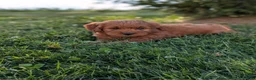 Mini Goldendoodle dogs for sale: Prince  - Ad 4