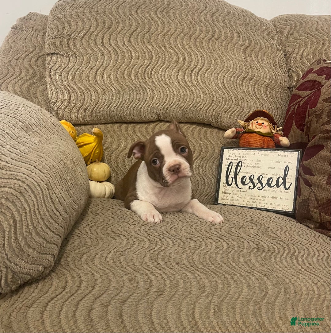 Boston Terrier dogs for sale: Olen - Ad 1