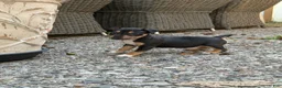 Miniature Bull Terrier dogs for sale: Athena  - Ad 4