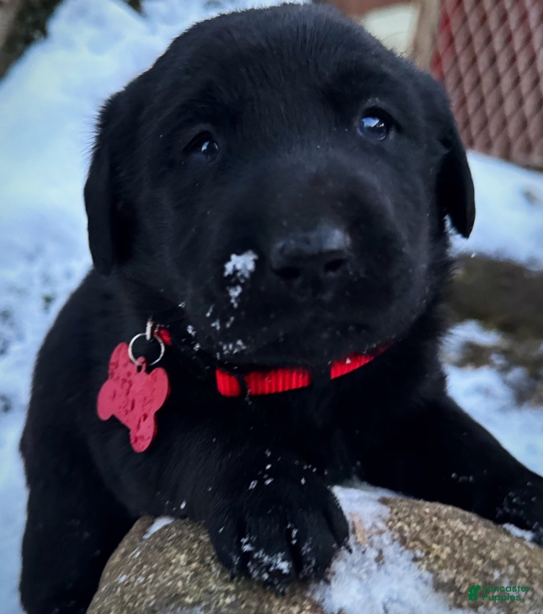 Labrador Retriever dogs for sale:  Puppy 1 - Ad 9
