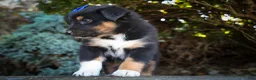 Mini Aussiedoodle dogs for sale: Langston🐾 - Ad 13