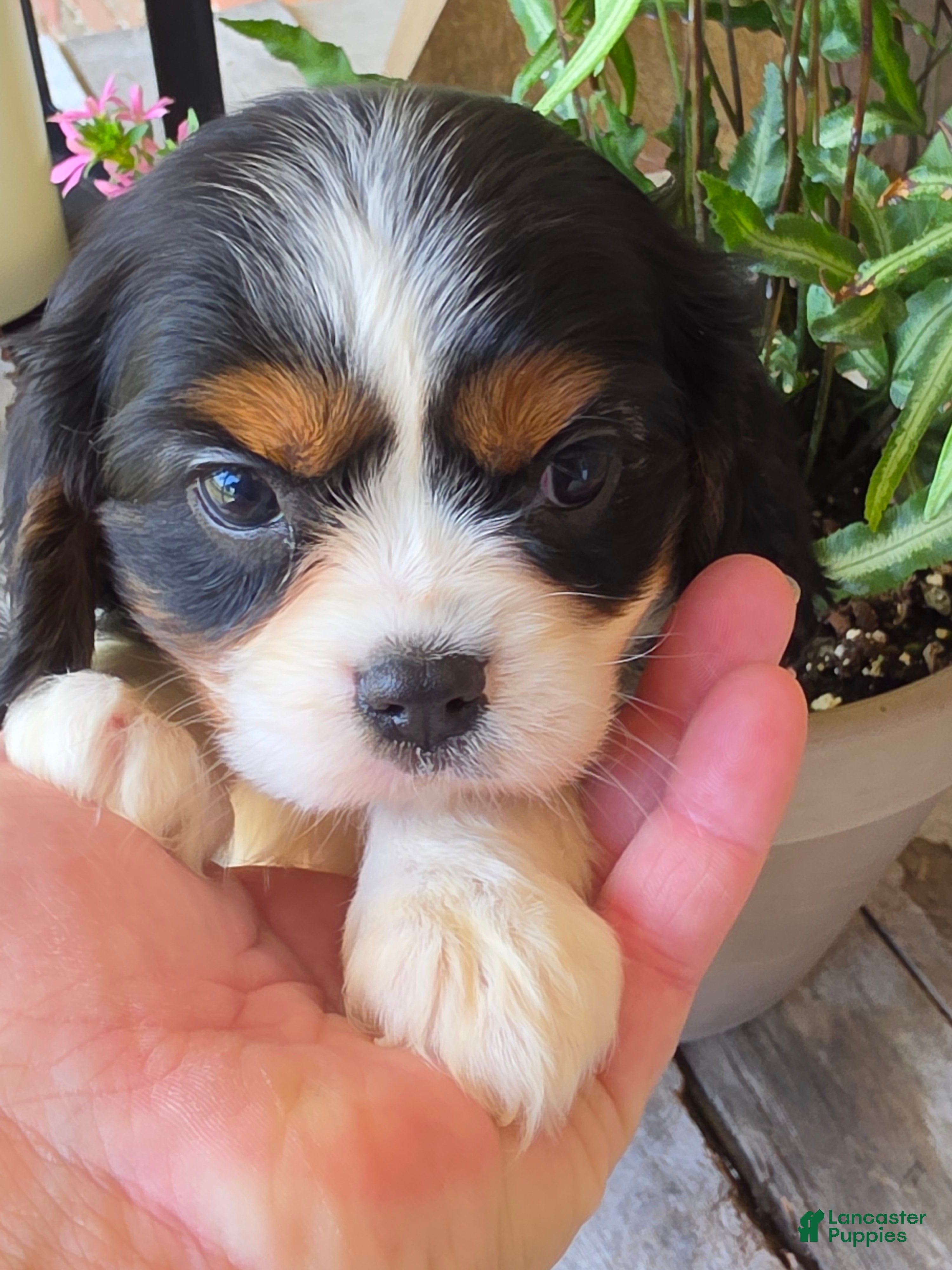 Cavalier King Charles Spaniel dogs molly - Ad 2