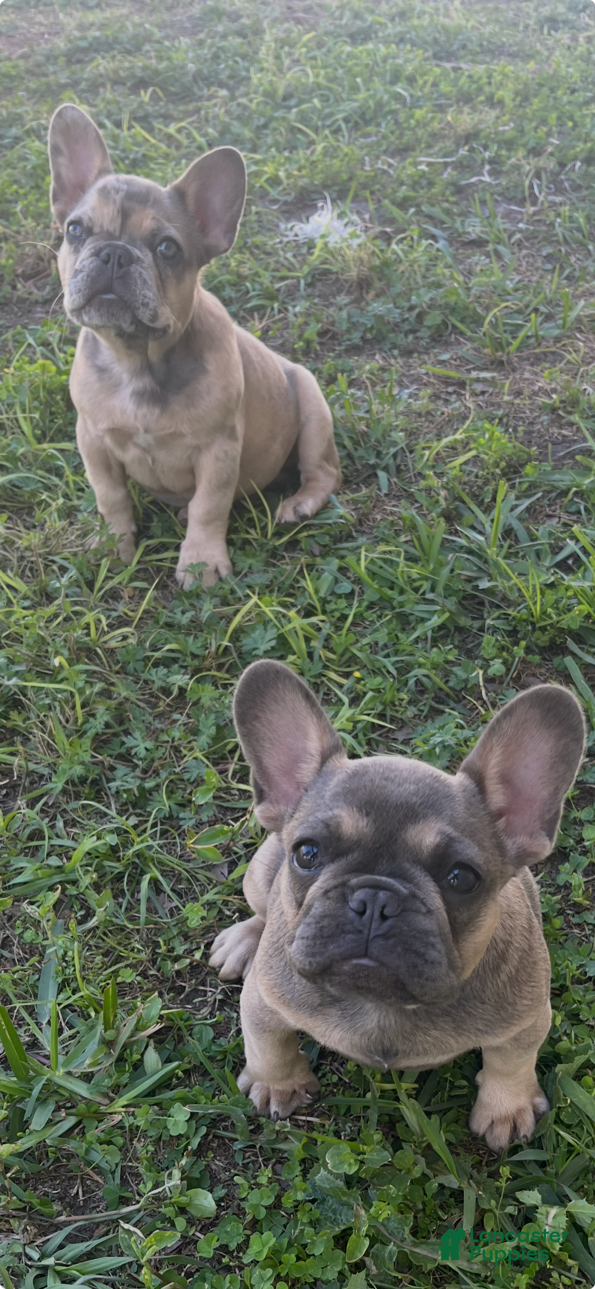 French Bulldog dogs Forest - Ad 2