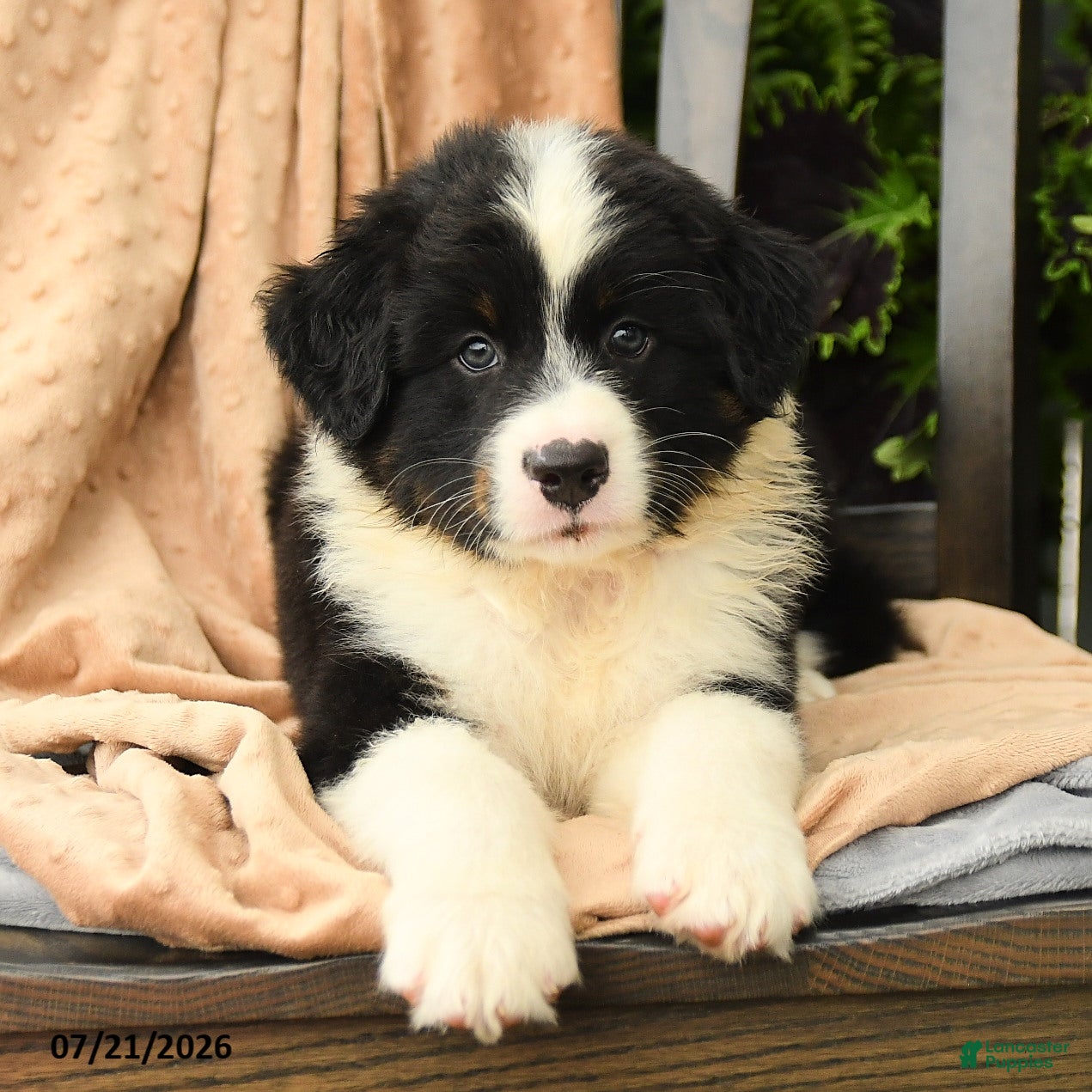 Australian Shepherd dogs Mason - Ad 1