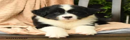 Australian Shepherd dogs for sale: Mason - Ad 1