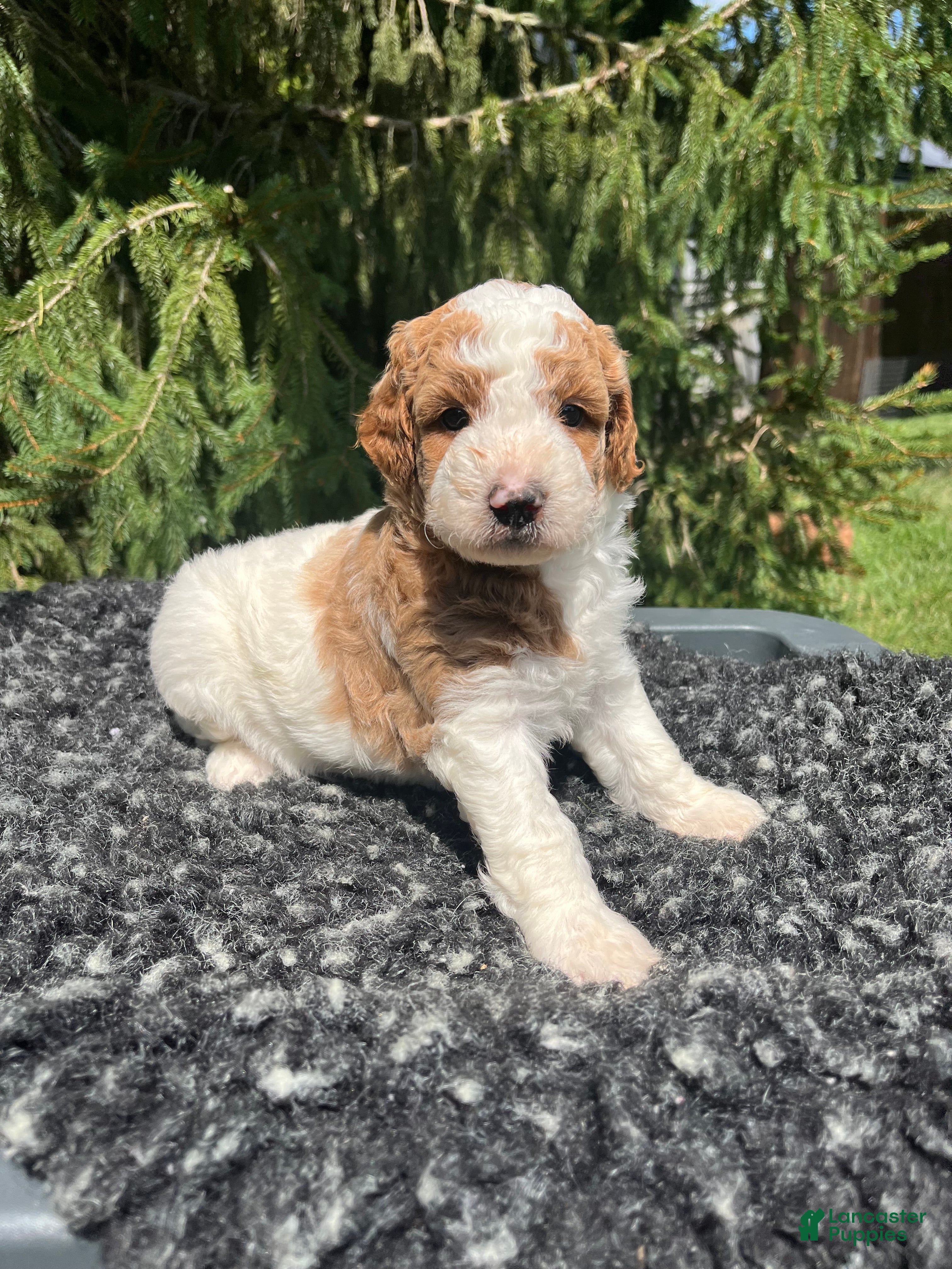 Mini Goldendoodle dogs Russel - Ad 1