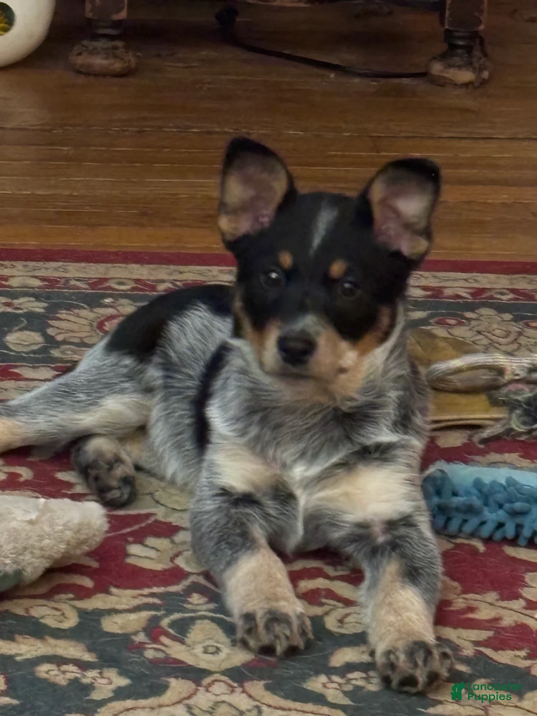 Australian Cattle Dog dogs for sale: Jigsaw - Ad 1